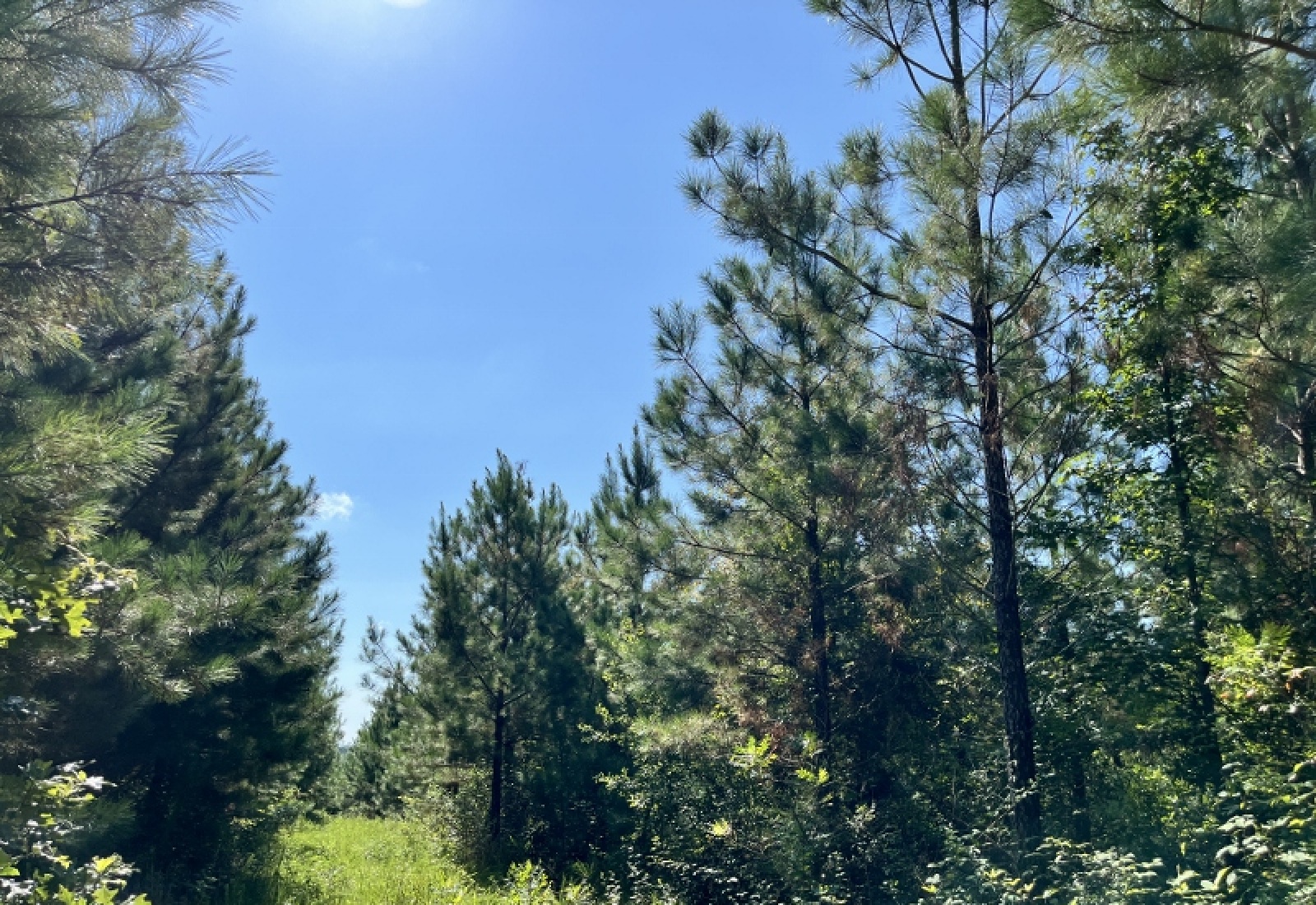 Greenwood County, ,Land,Active,1182