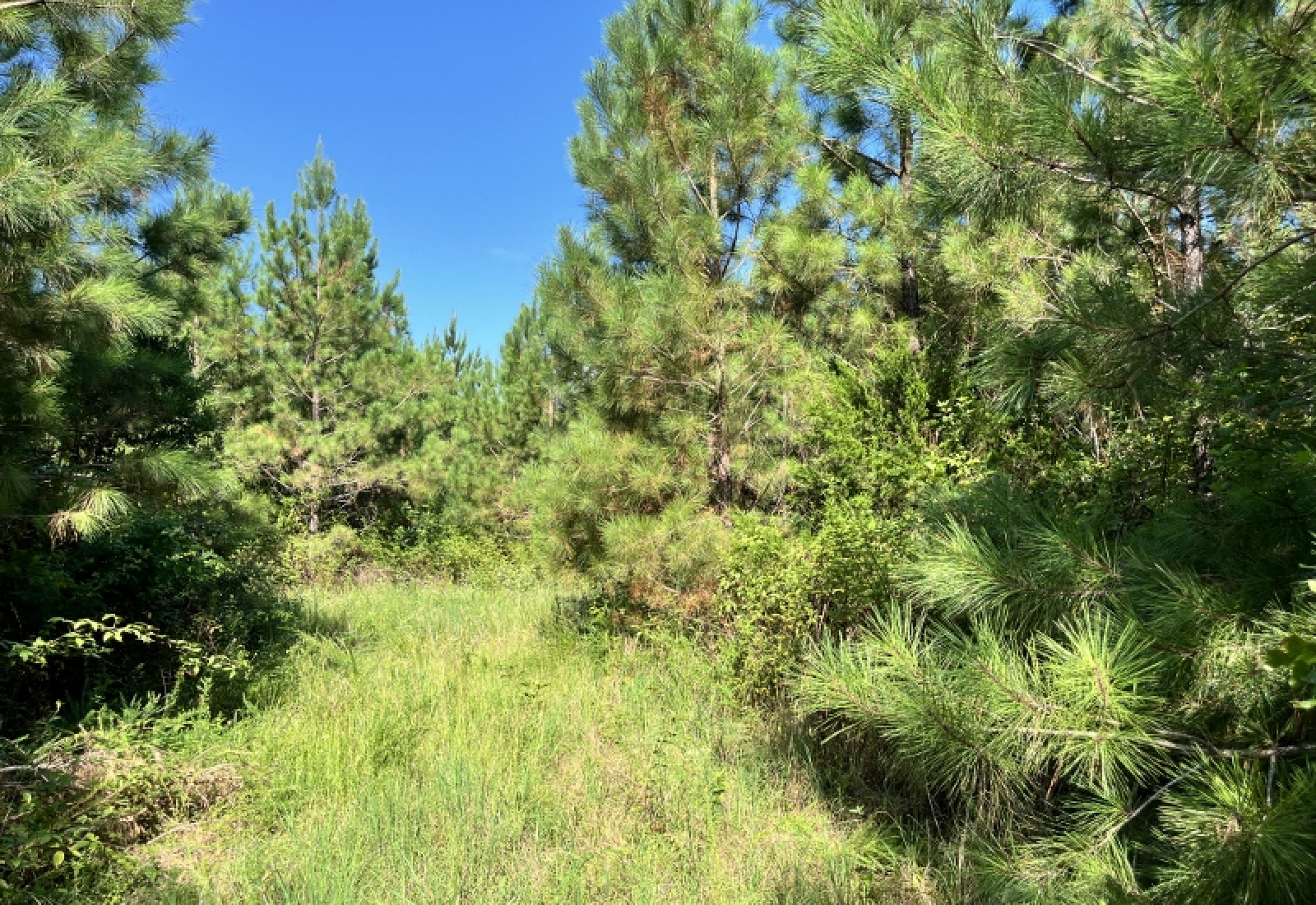 Greenwood County, ,Land,Active,1182