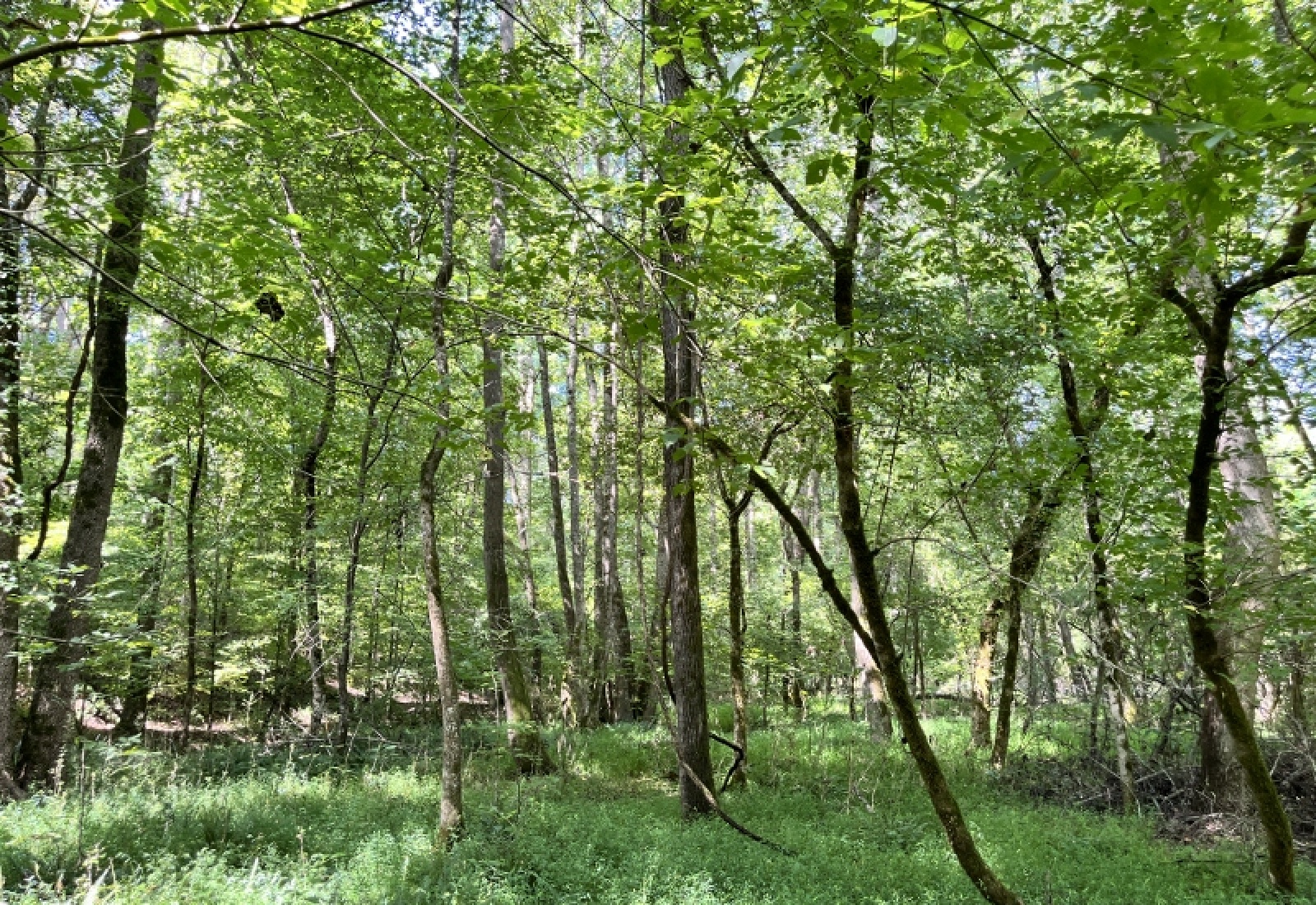 Greenwood County, ,Land,Active,1182