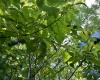 Greenwood County, ,Land,Active,1183