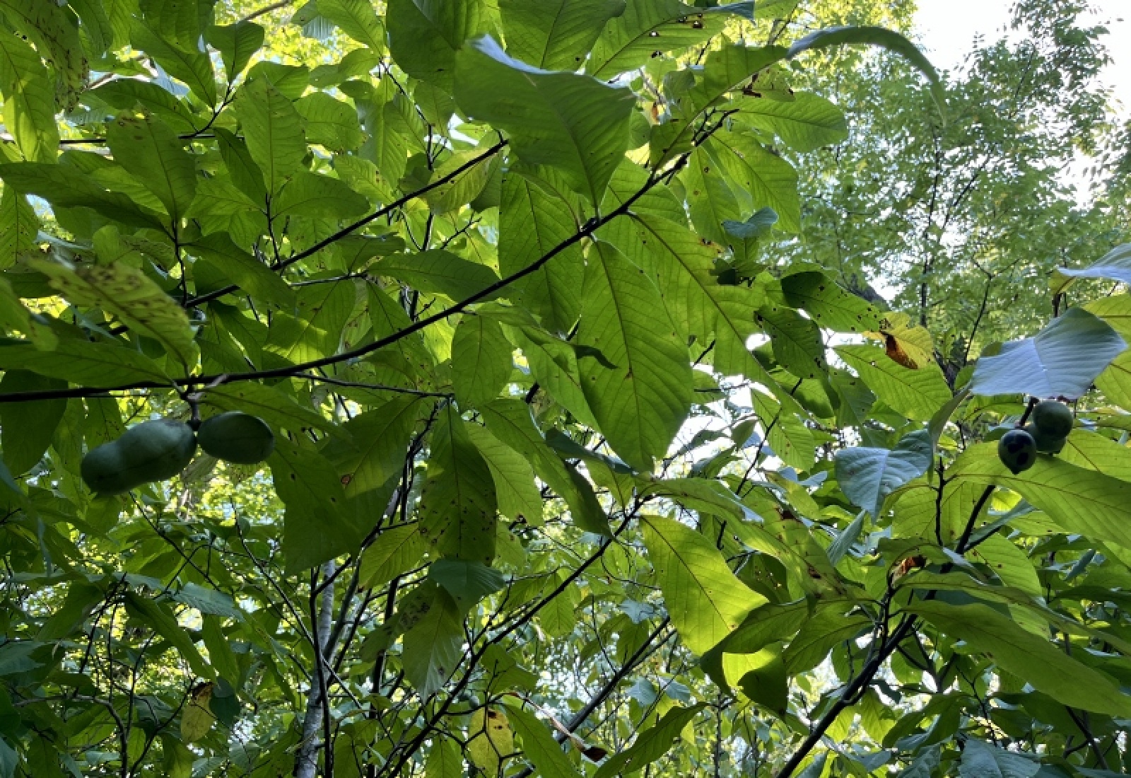 Greenwood County, ,Land,Active,1183