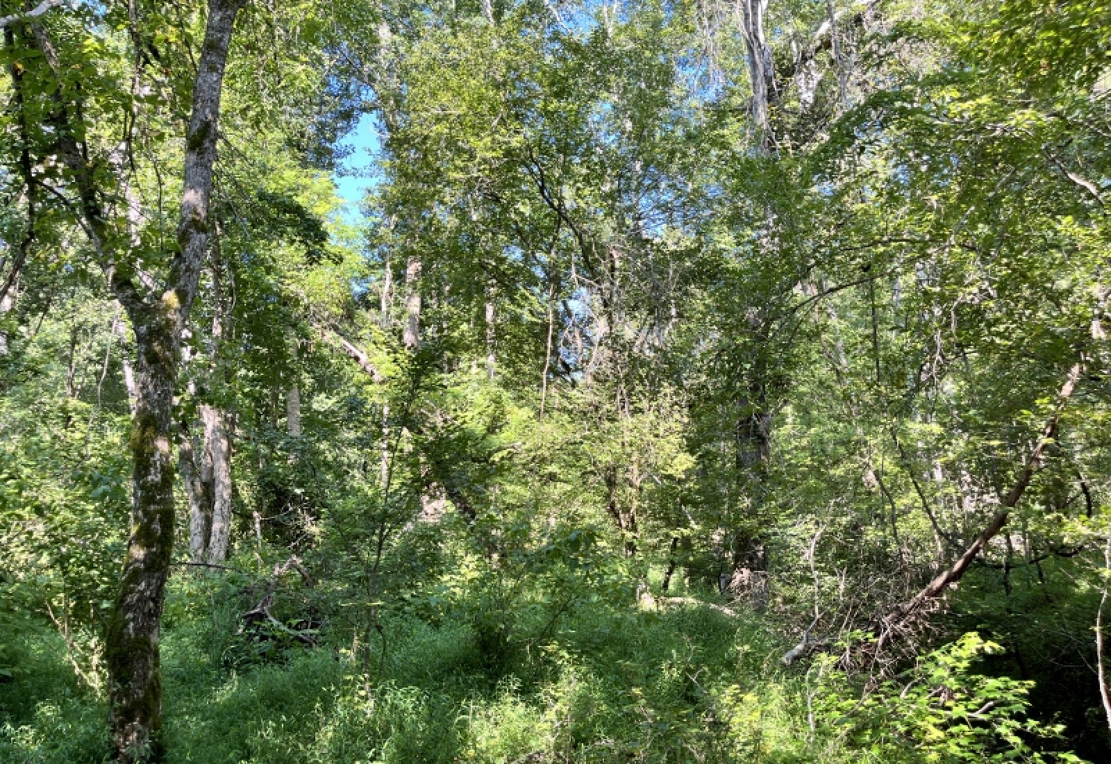 Greenwood County, ,Land,Active,1183