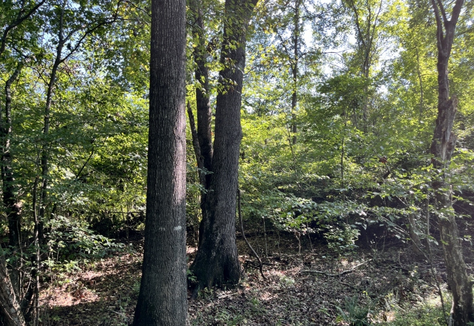 Greenwood County, ,Land,Active,1183