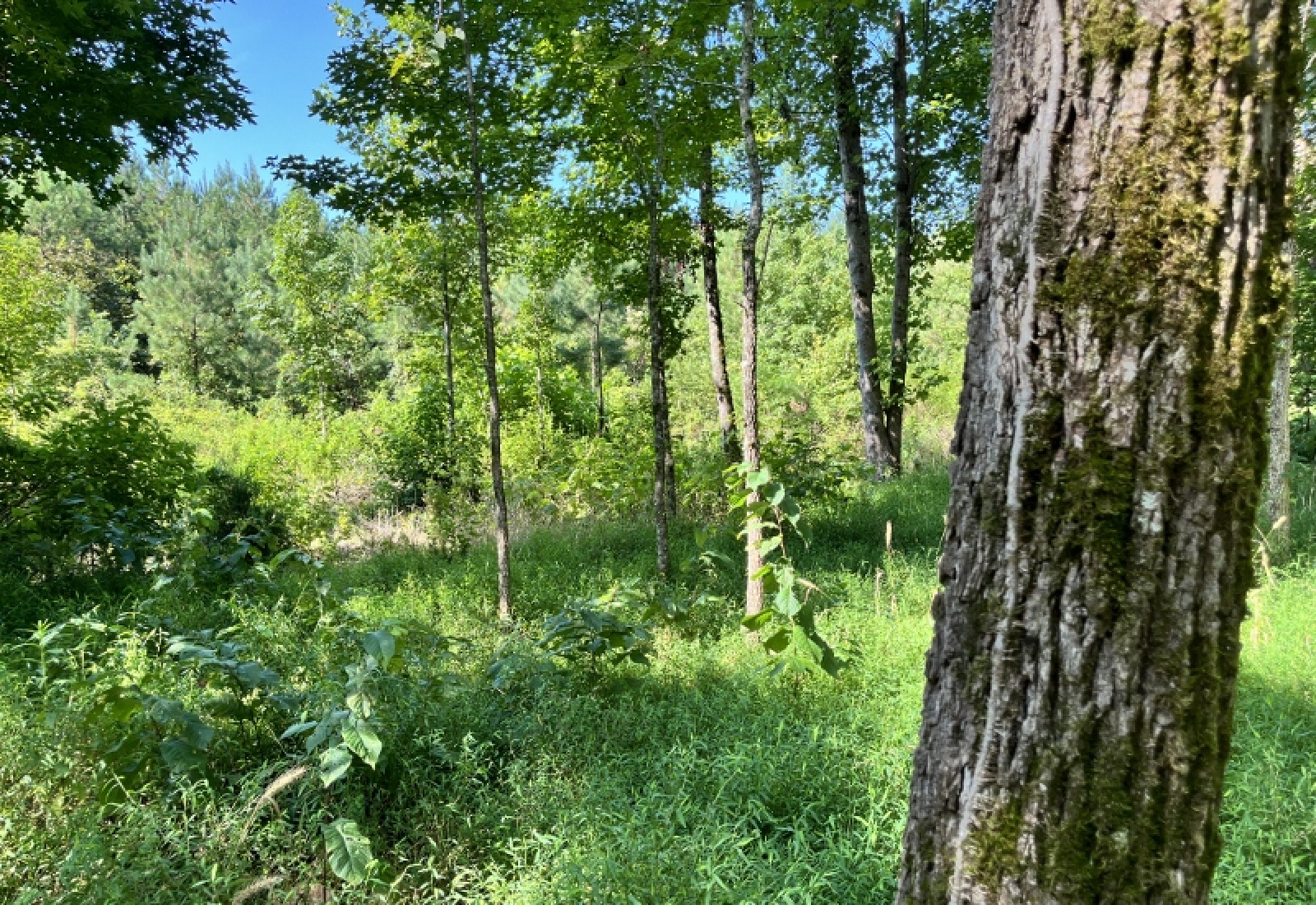 Greenwood County, ,Land,Active,1183
