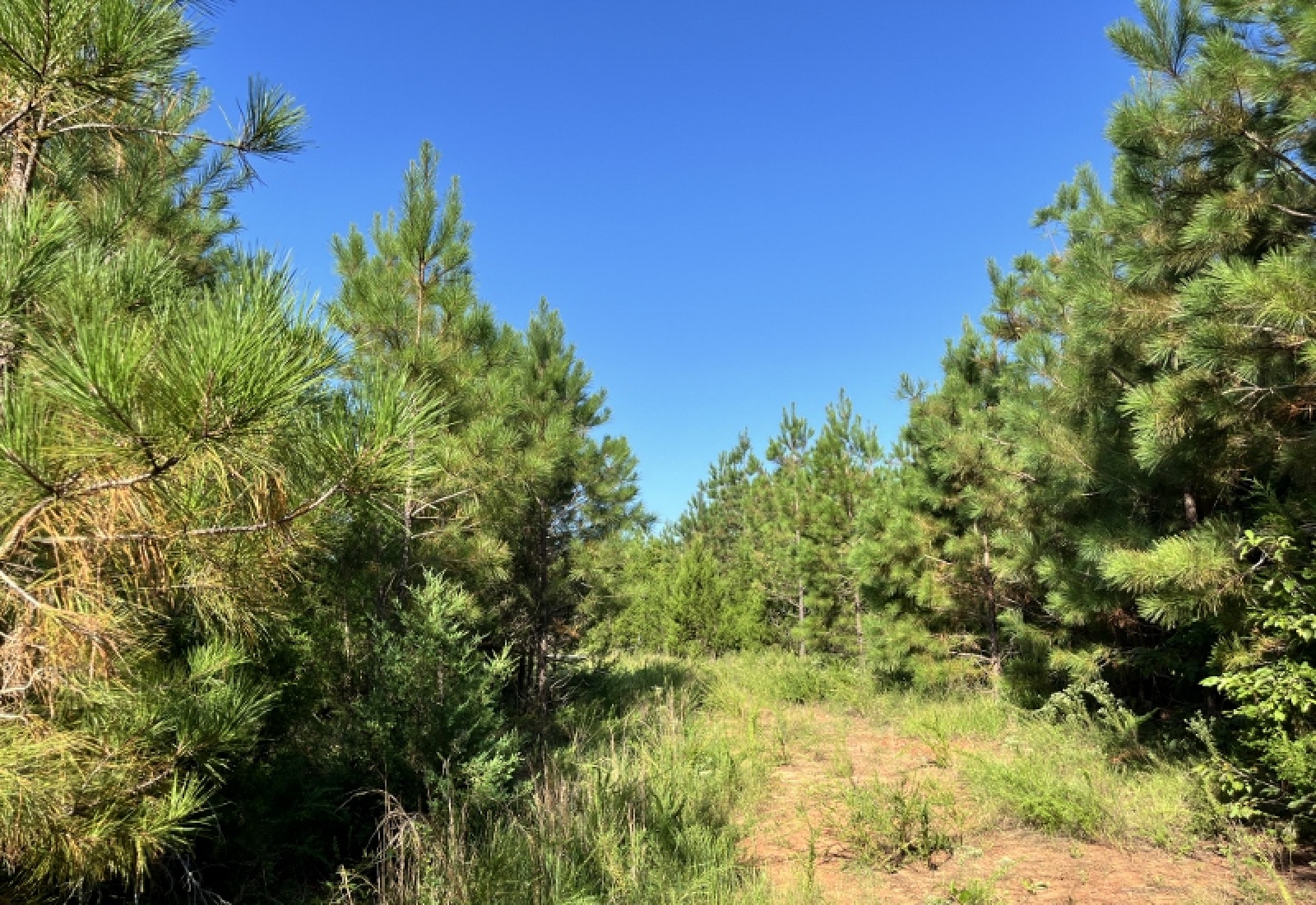 Greenwood County, ,Land,Active,1183