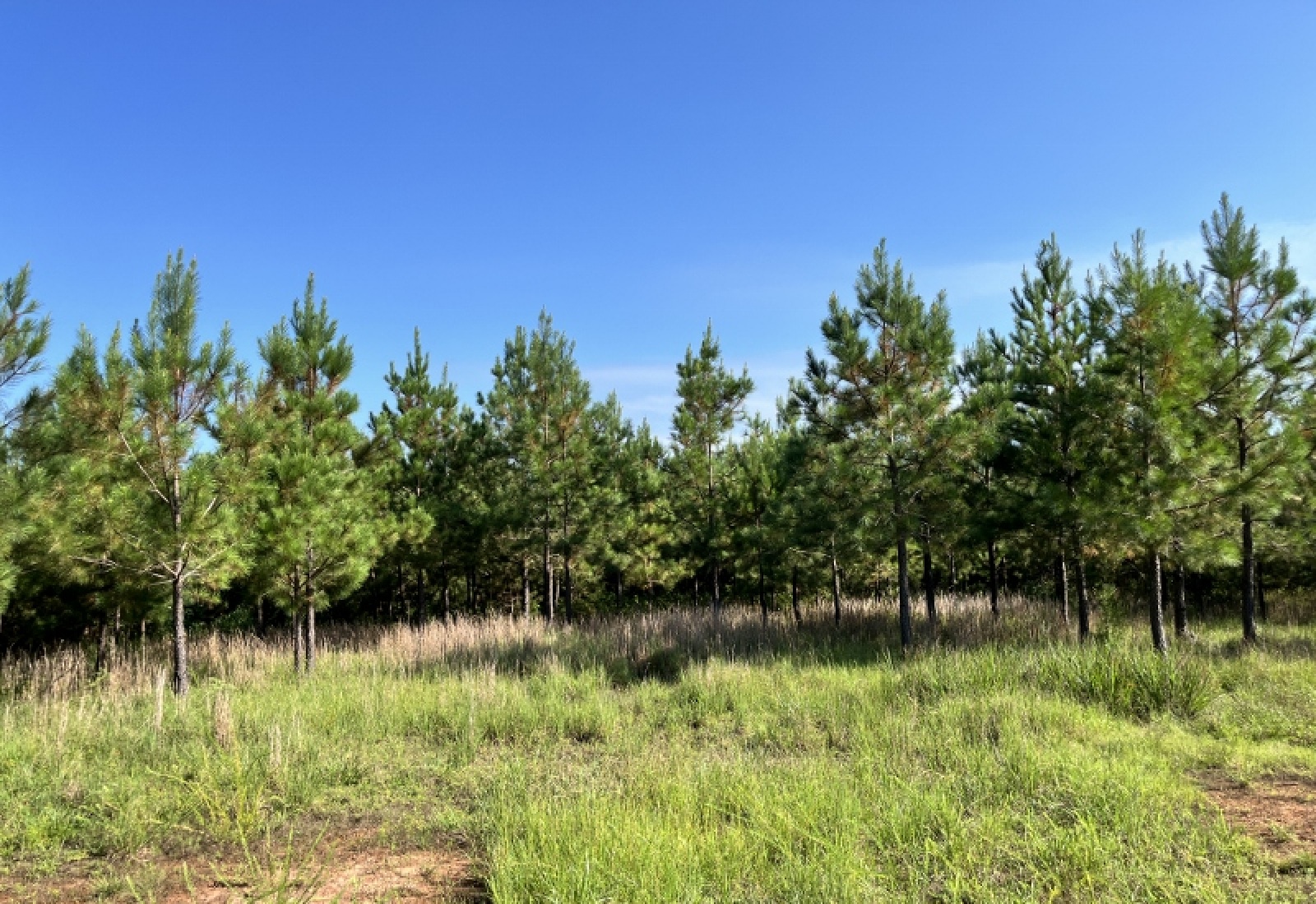 Greenwood County, ,Land,Active,1183
