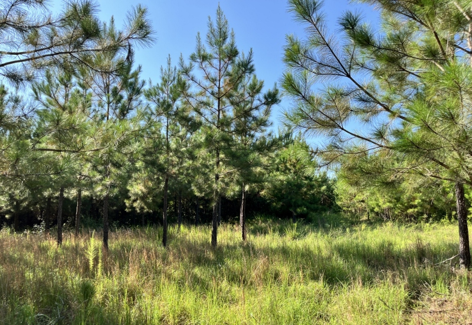Greenwood County, ,Land,Active,1183