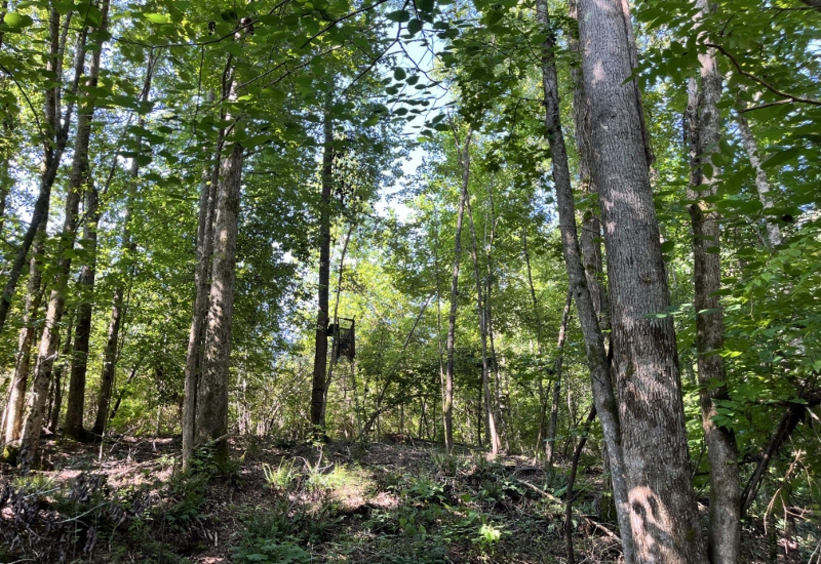 Greenwood County, ,Land,Active,1183