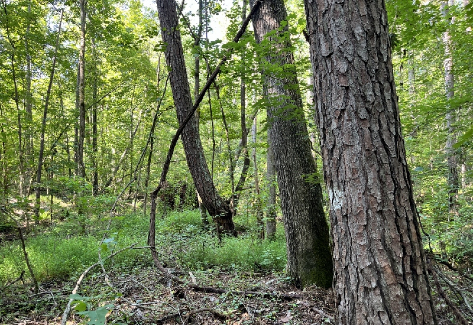 Greenwood County, ,Land,Active,1183
