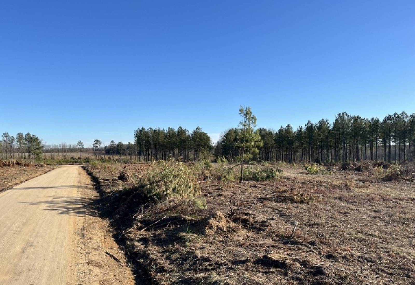 Saluda County, ,Land,Active,1184