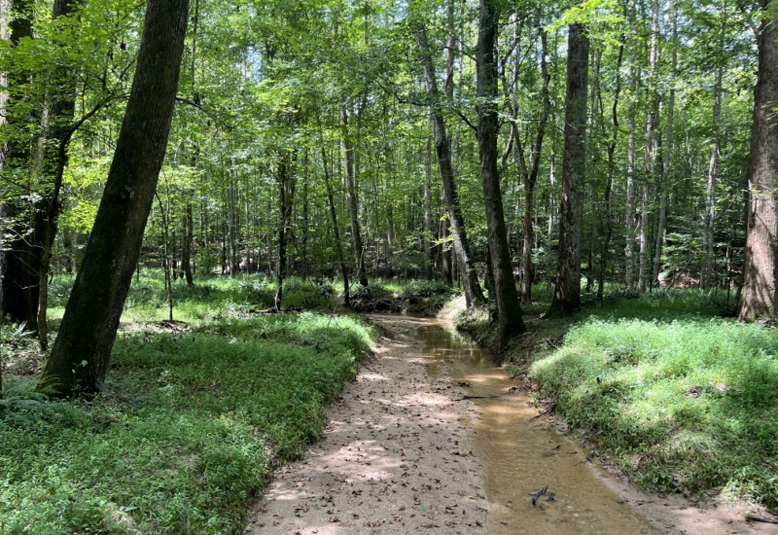 Abbeville County, ,Land,Active,1185