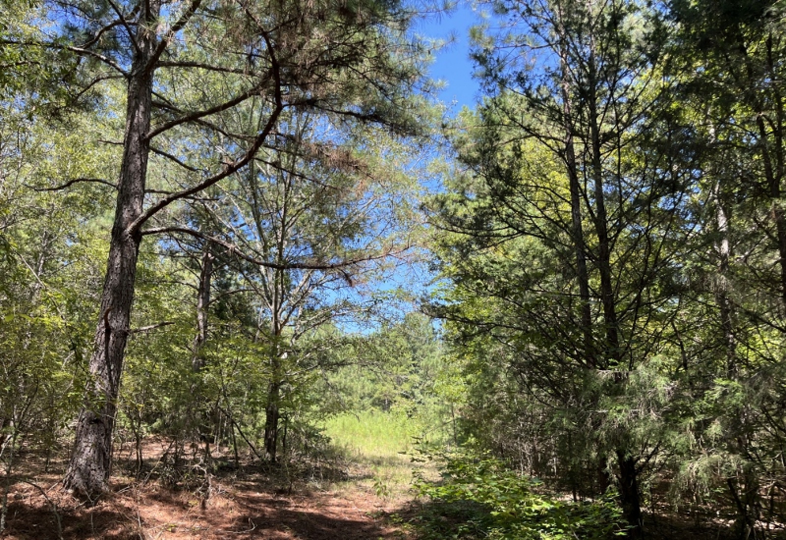 Abbeville County, ,Land,Active,1185