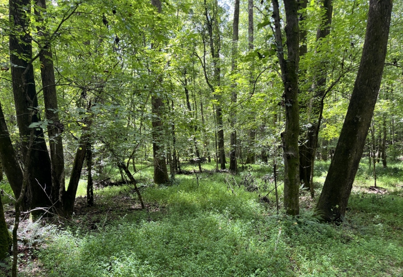 Abbeville County, ,Land,Active,1185