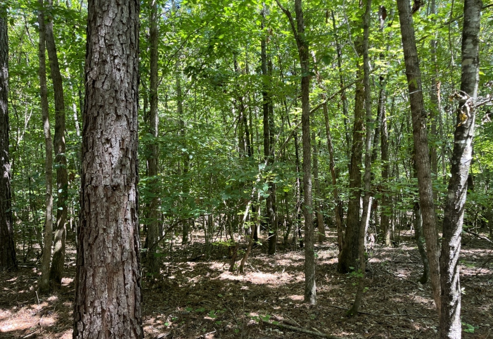 Abbeville County, ,Land,Active,1185