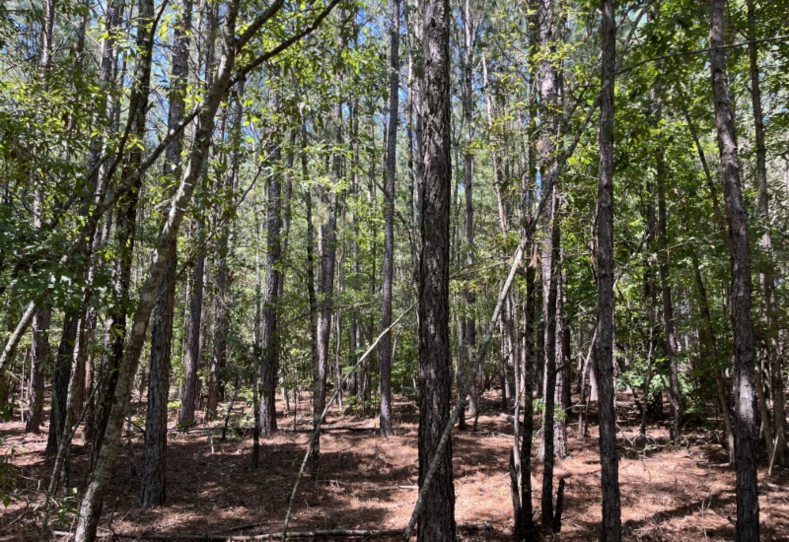 Abbeville County, ,Land,Active,1185