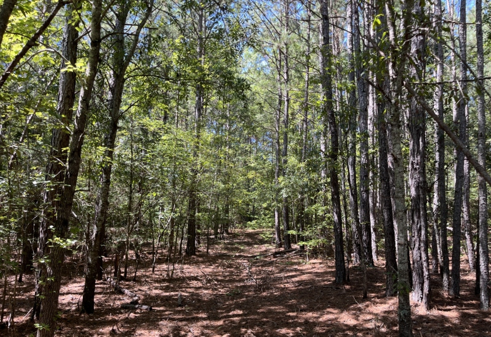 Abbeville County, ,Land,Active,1185