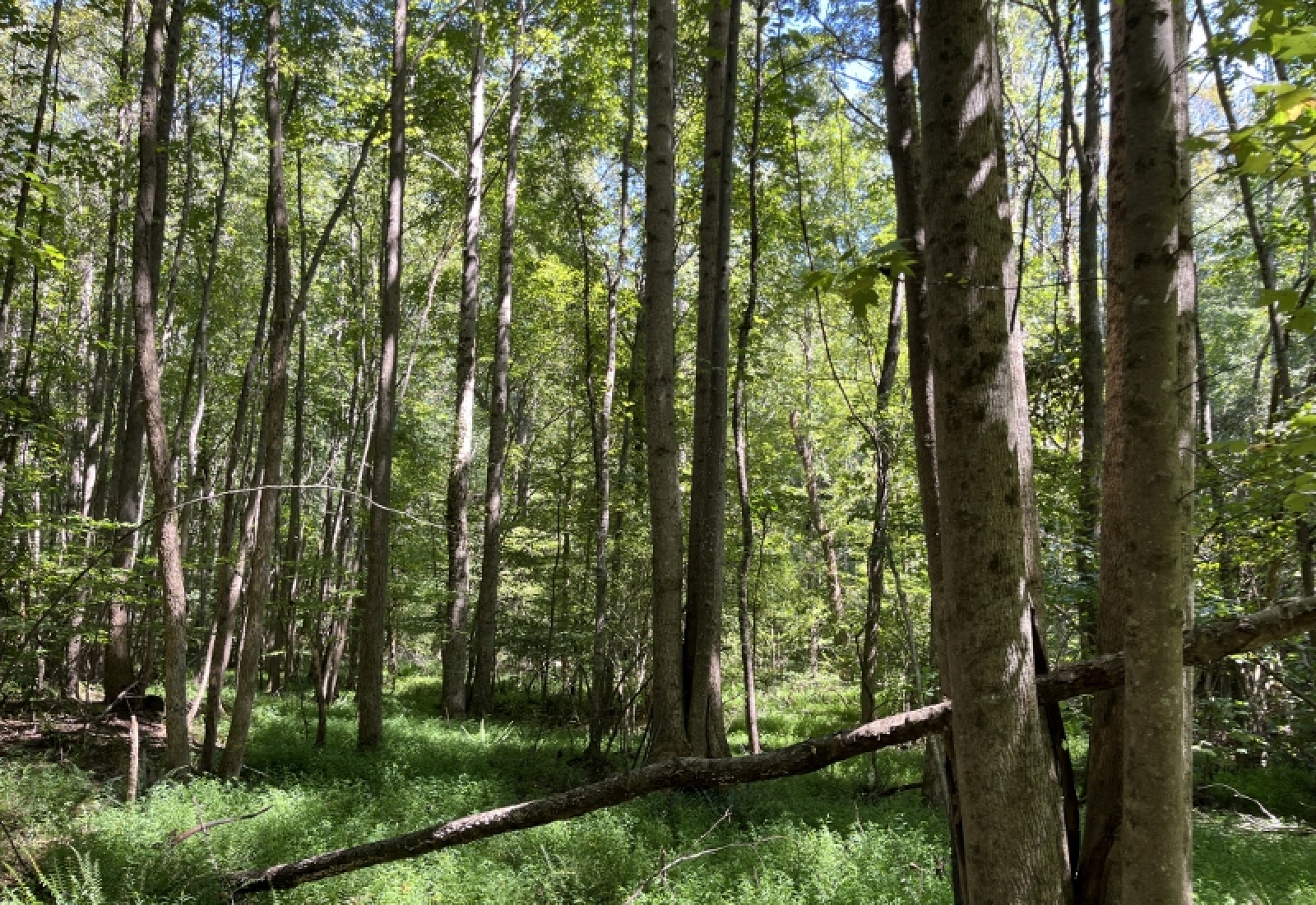 Abbeville County, ,Land,Active,1185