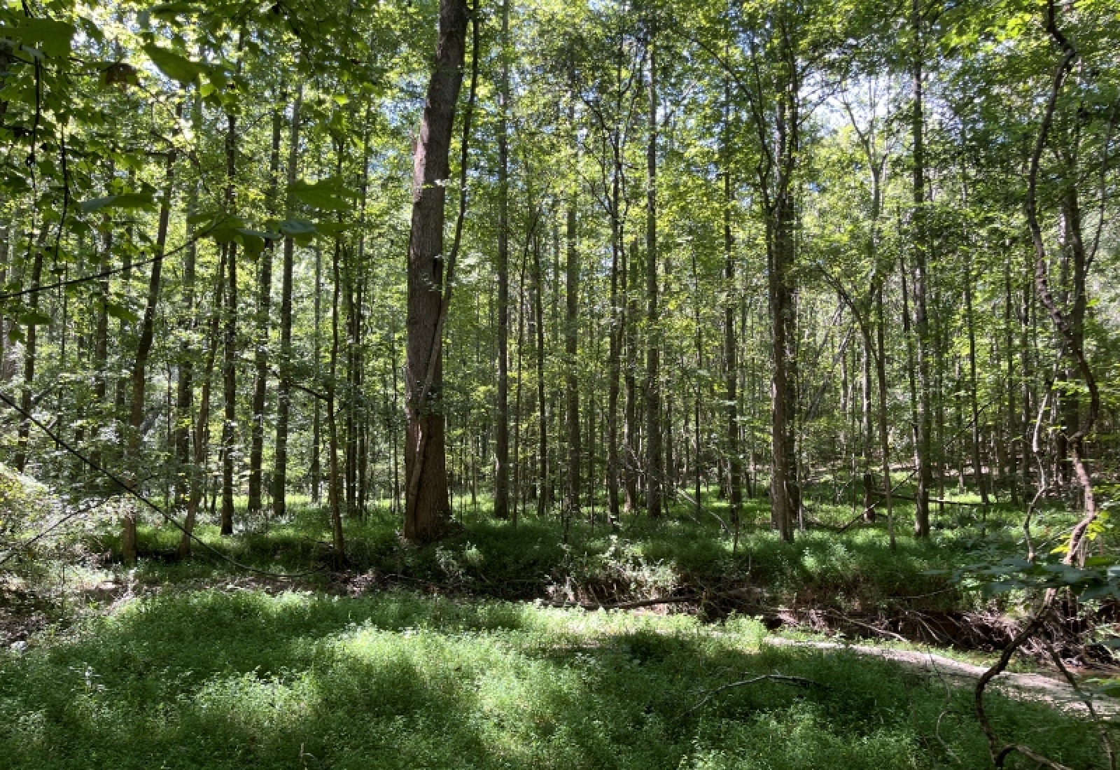 Abbeville County, ,Land,Active,1185