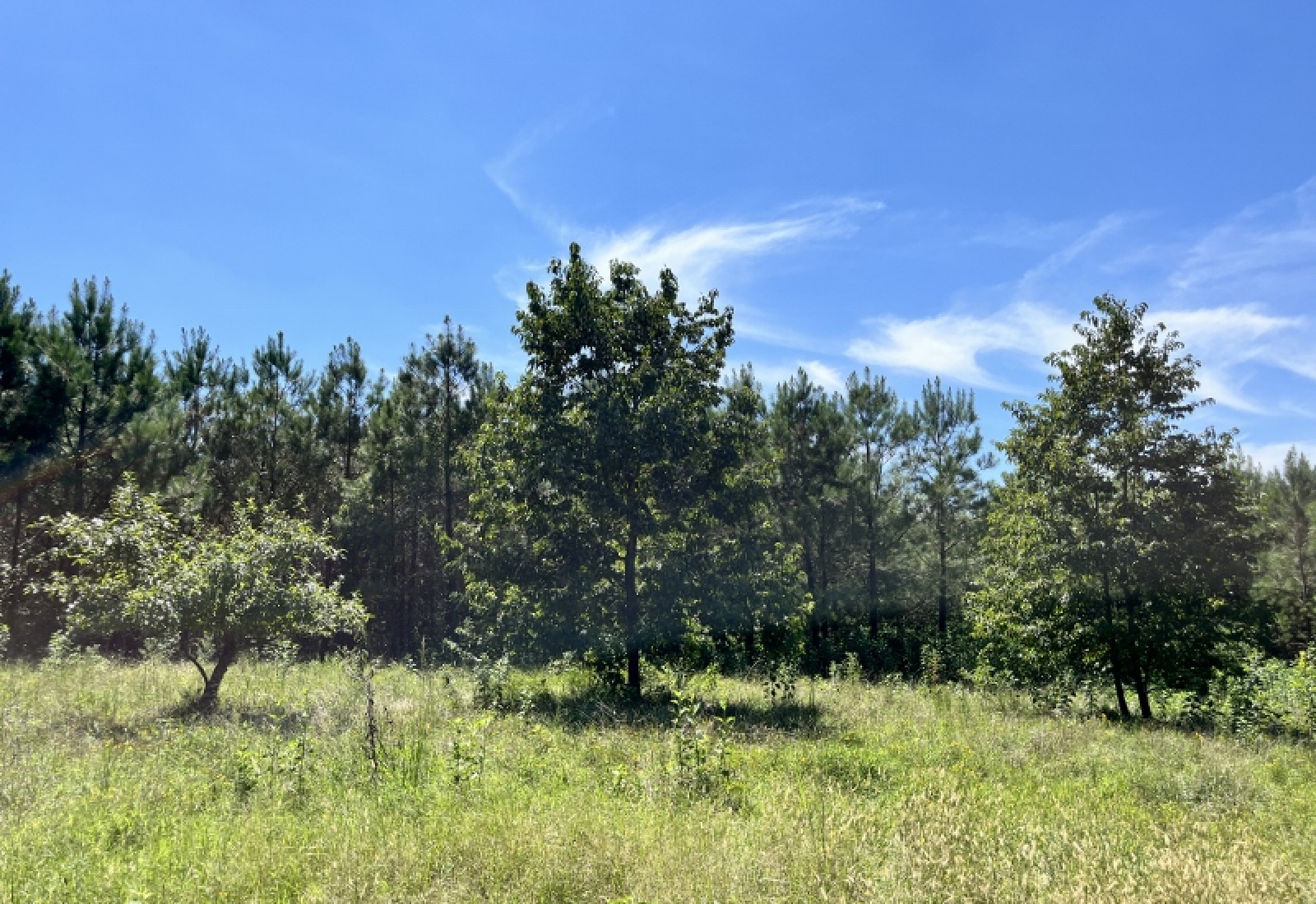 McCormick County, ,Land,Active,1186