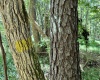 McCormick County, ,Land,Active,1186