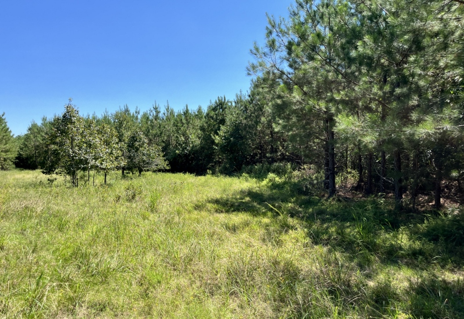 McCormick County, ,Land,Active,1186