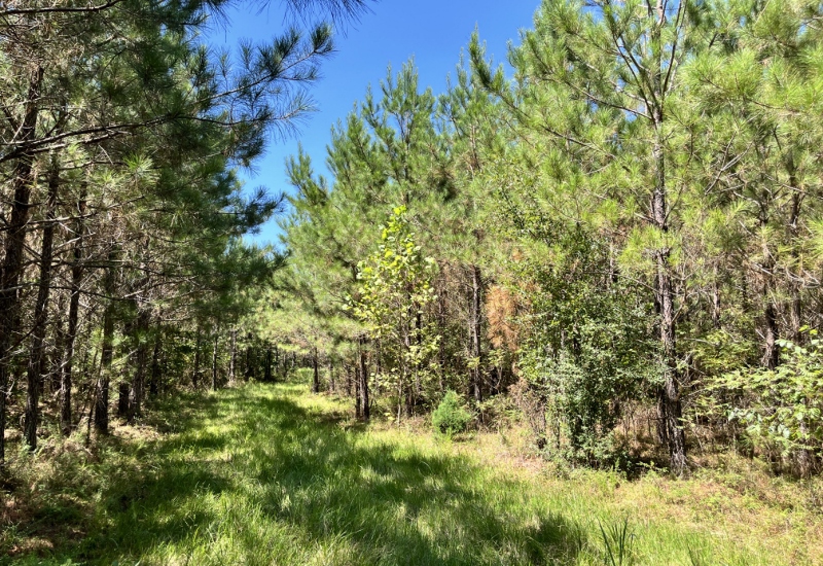 McCormick County, ,Land,Active,1186
