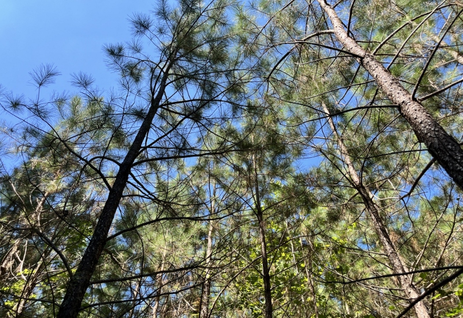 McCormick County, ,Land,Active,1186