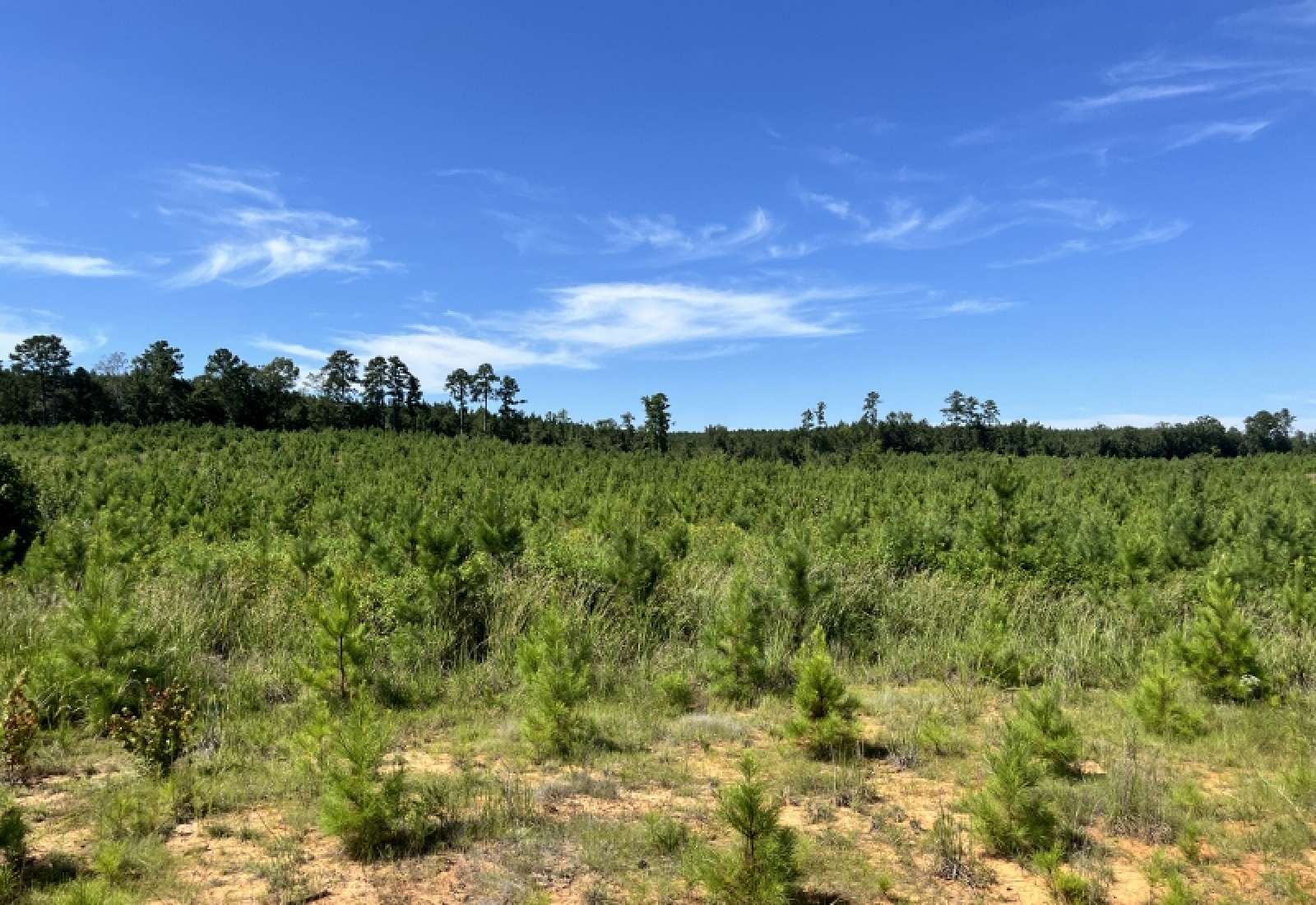 McCormick County, ,Land,Active,1188