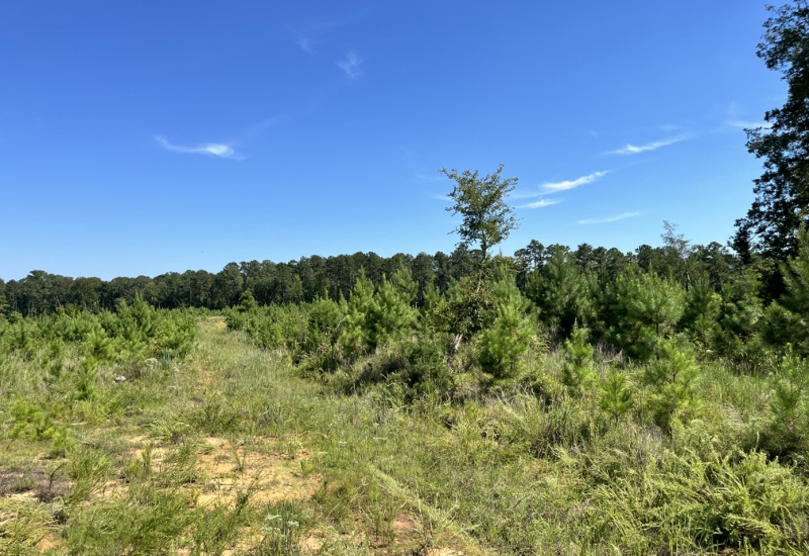 McCormick County, ,Land,Active,1188