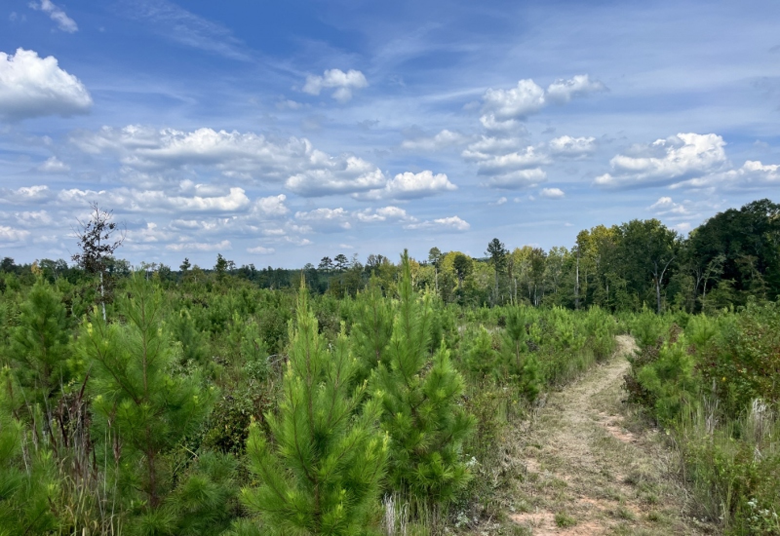 McCormick County, ,Land,Active,1188