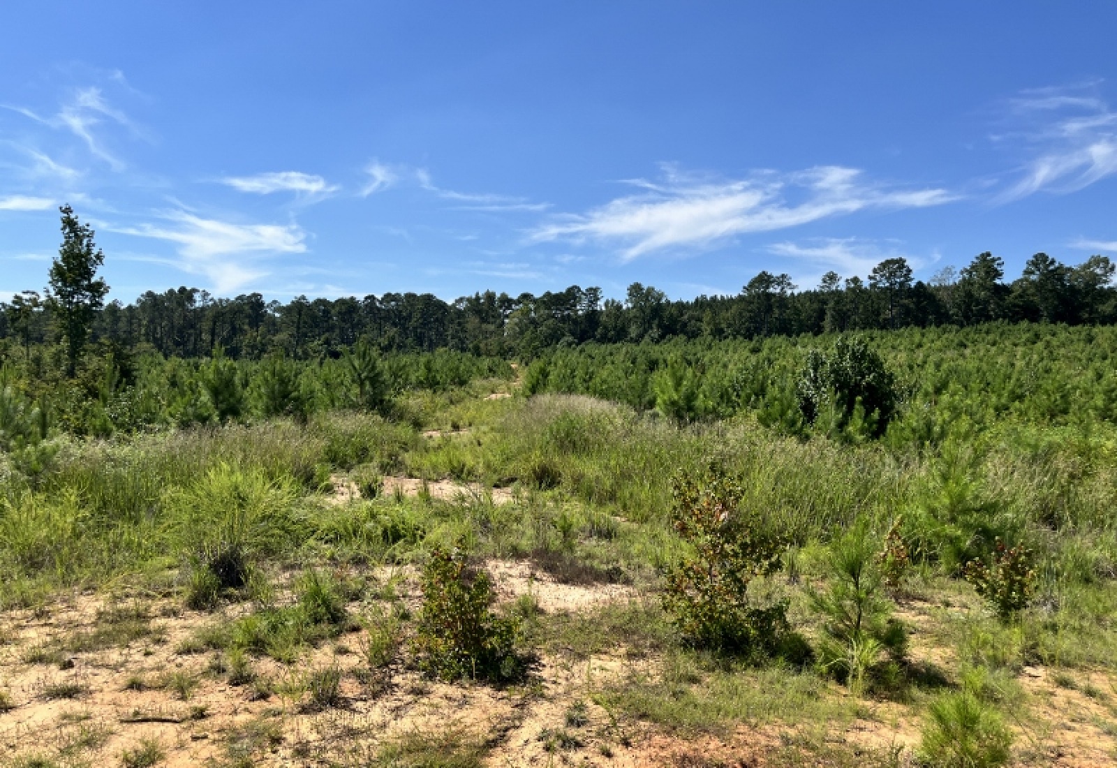 McCormick County, ,Land,Active,1188