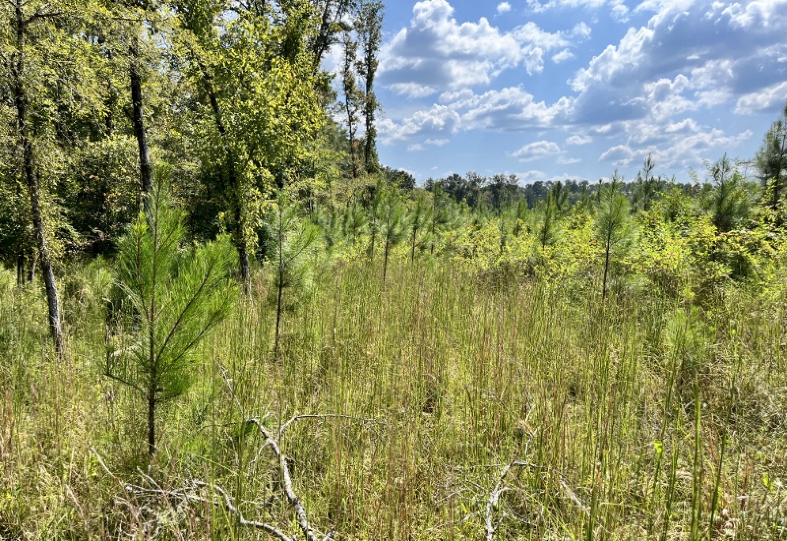 McCormick County, ,Land,Active,1188