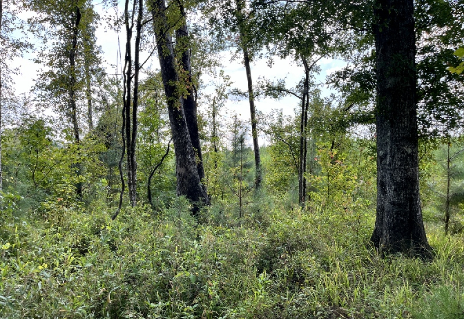 McCormick County, ,Land,Active,1188