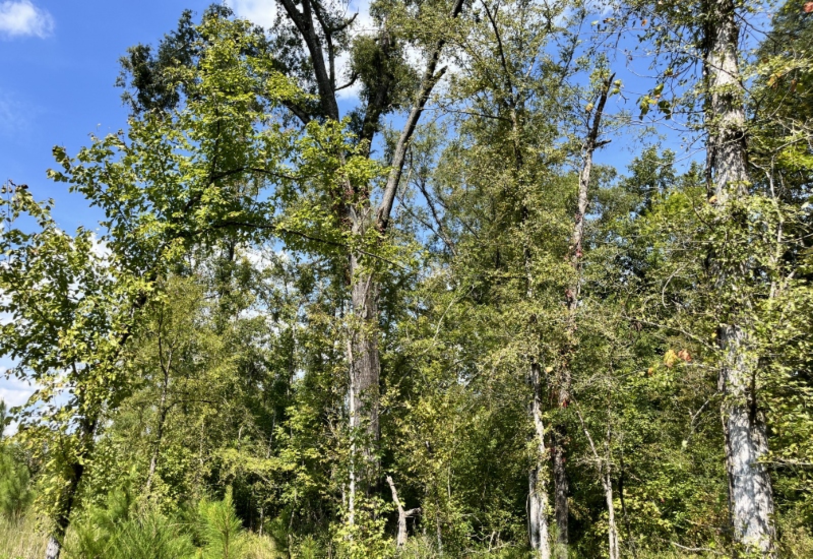 McCormick County, ,Land,Active,1188