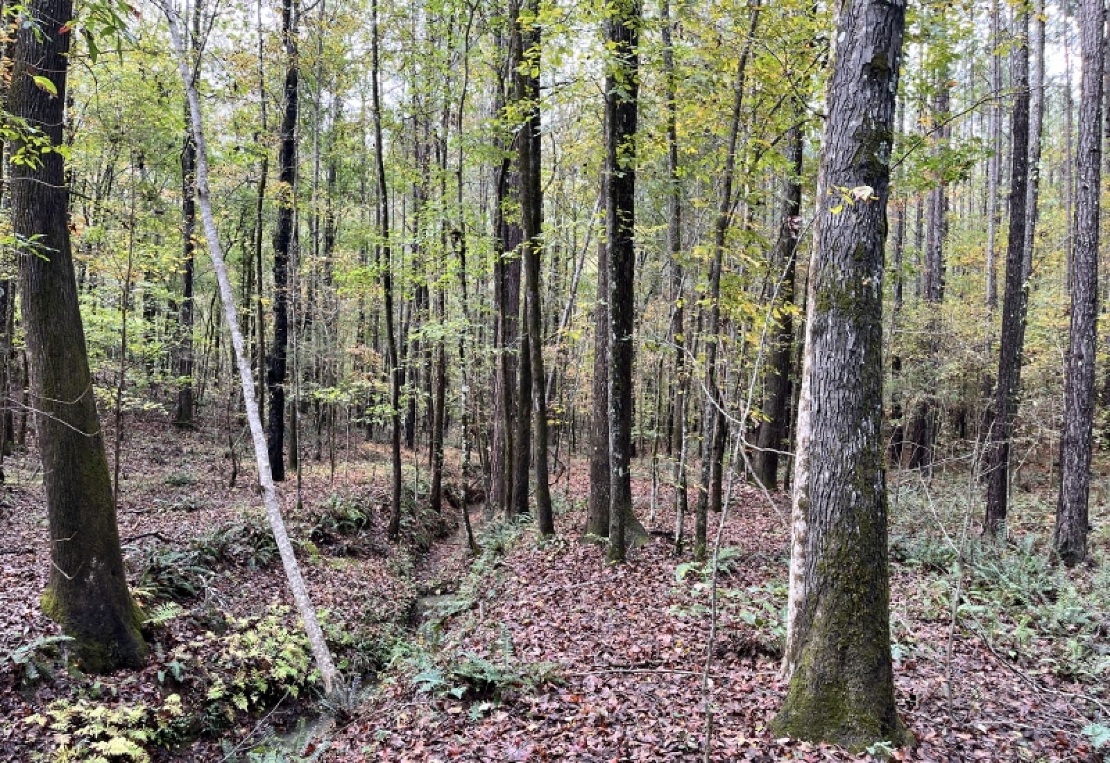 McCormick County, 0 , 0 ,0,Land,Active,0,1190