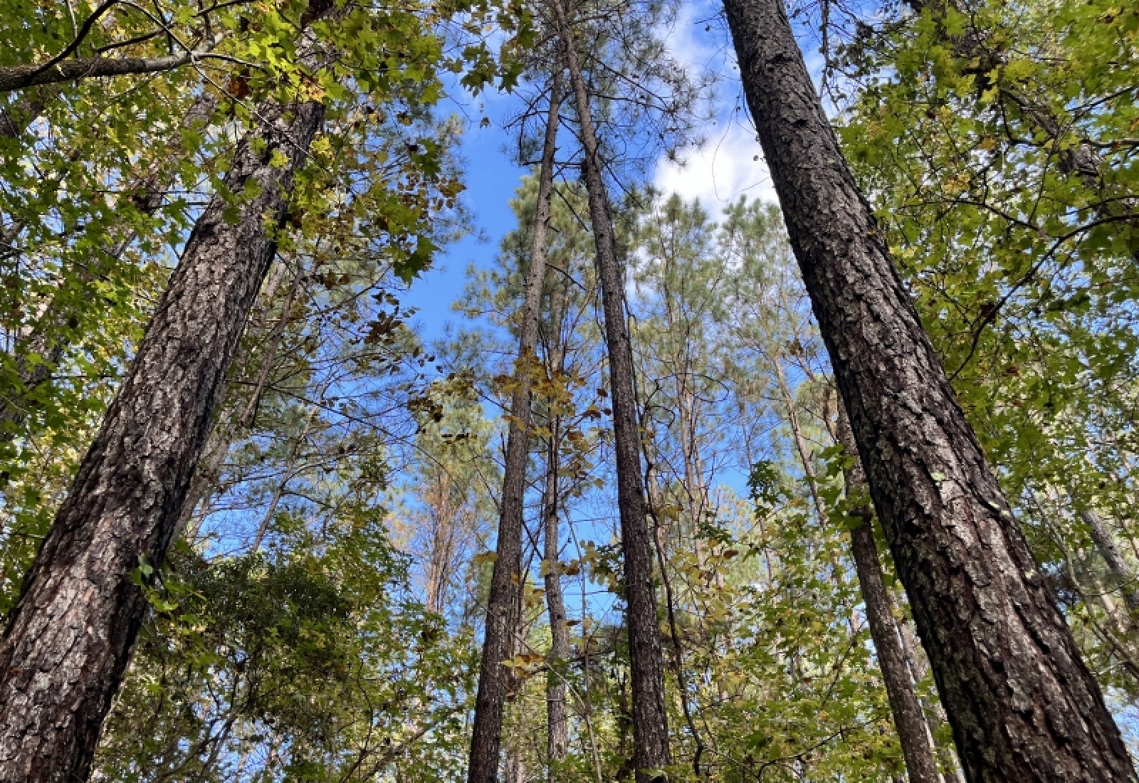 McCormick County, 0 , 0 ,0,Land,Active,0,1190