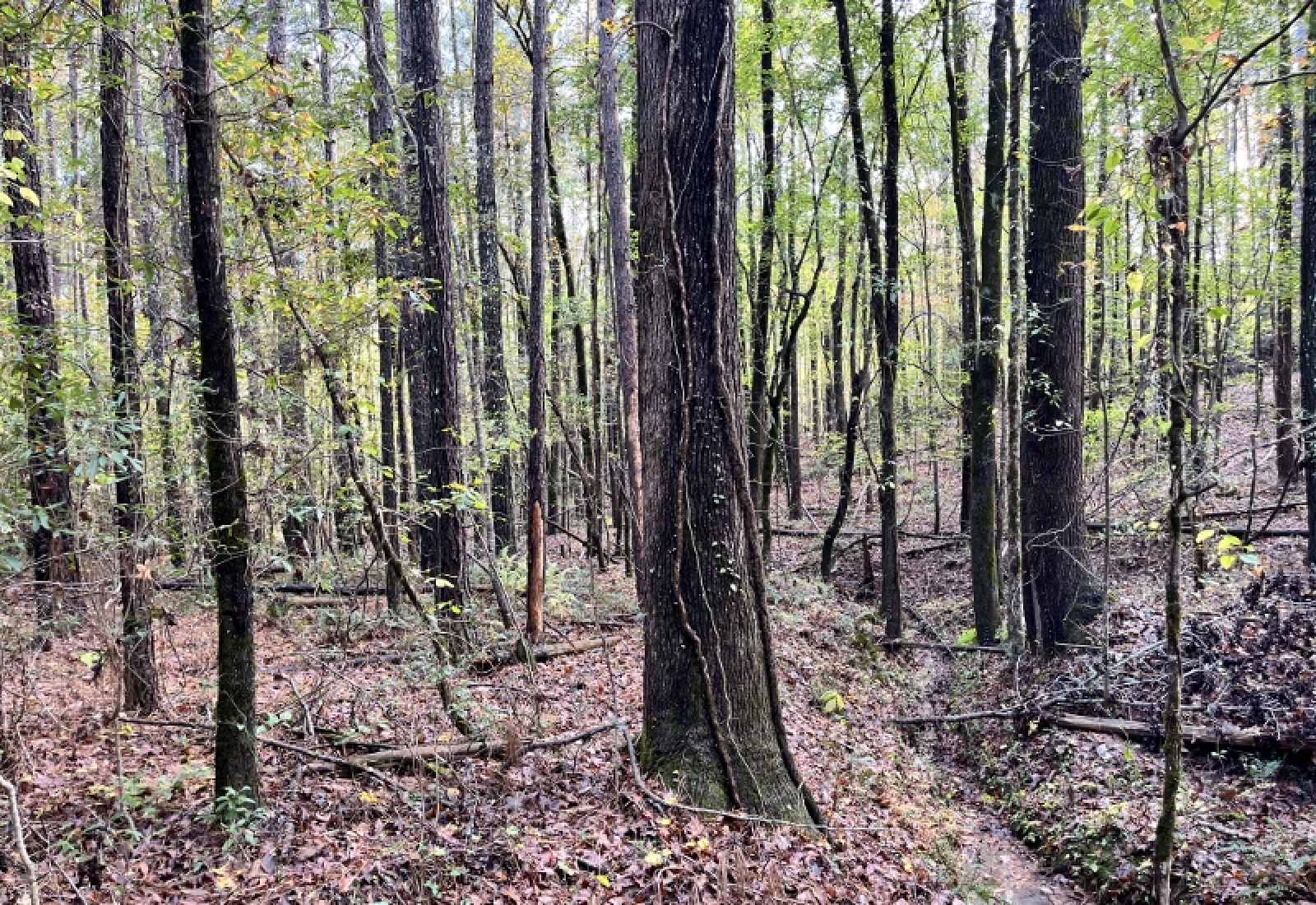 McCormick County, 0 , 0 ,0,Land,Active,0,1190