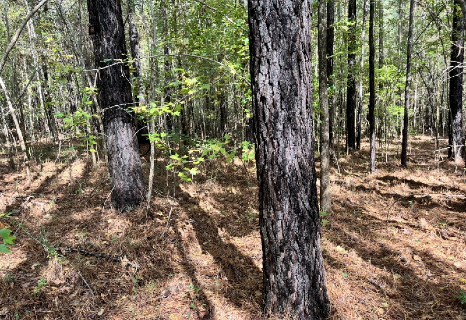 McCormick County, 0 , 0 ,0,Land,Active,0,1190