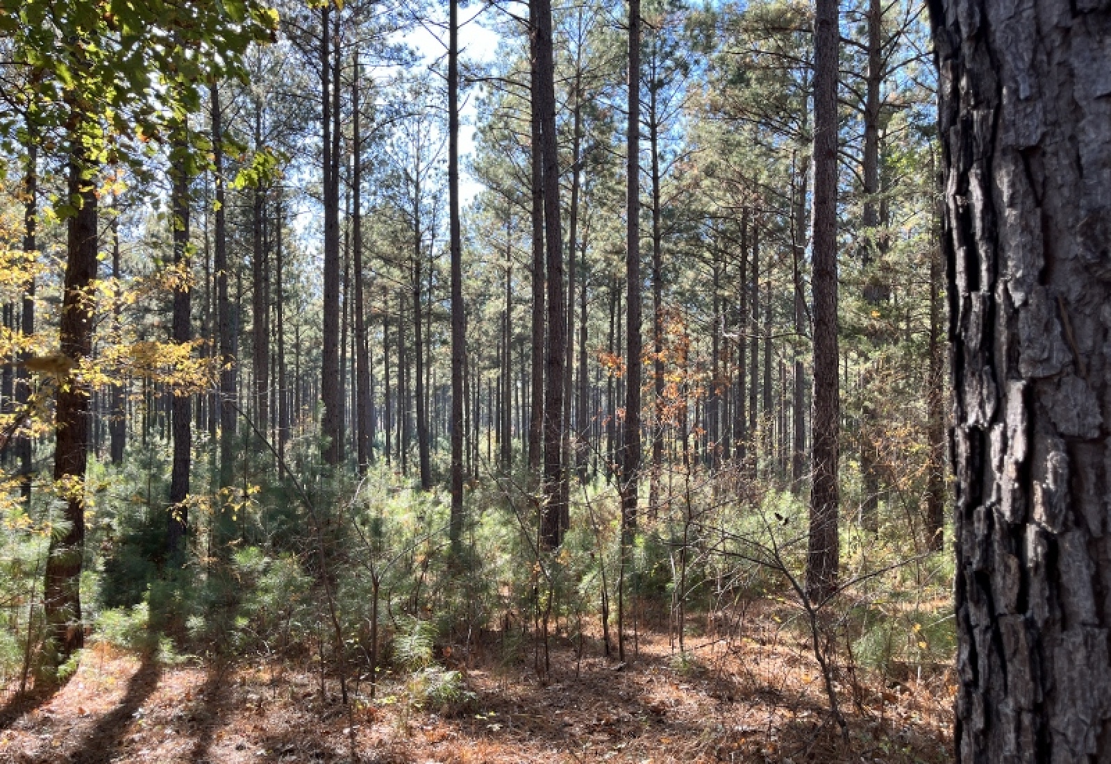 Union County, 0 , 0 ,0,Land,Active,0,1192 Union County, 0 , 0 ,0,Land,Active,0,1192