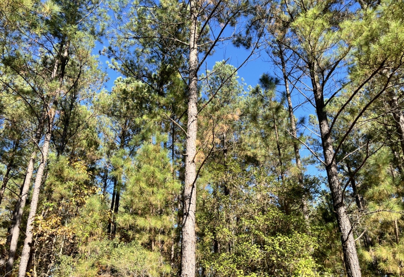 Union County, 0 , 0 ,0,Land,Active,0,1192 Union County, 0 , 0 ,0,Land,Active,0,1192