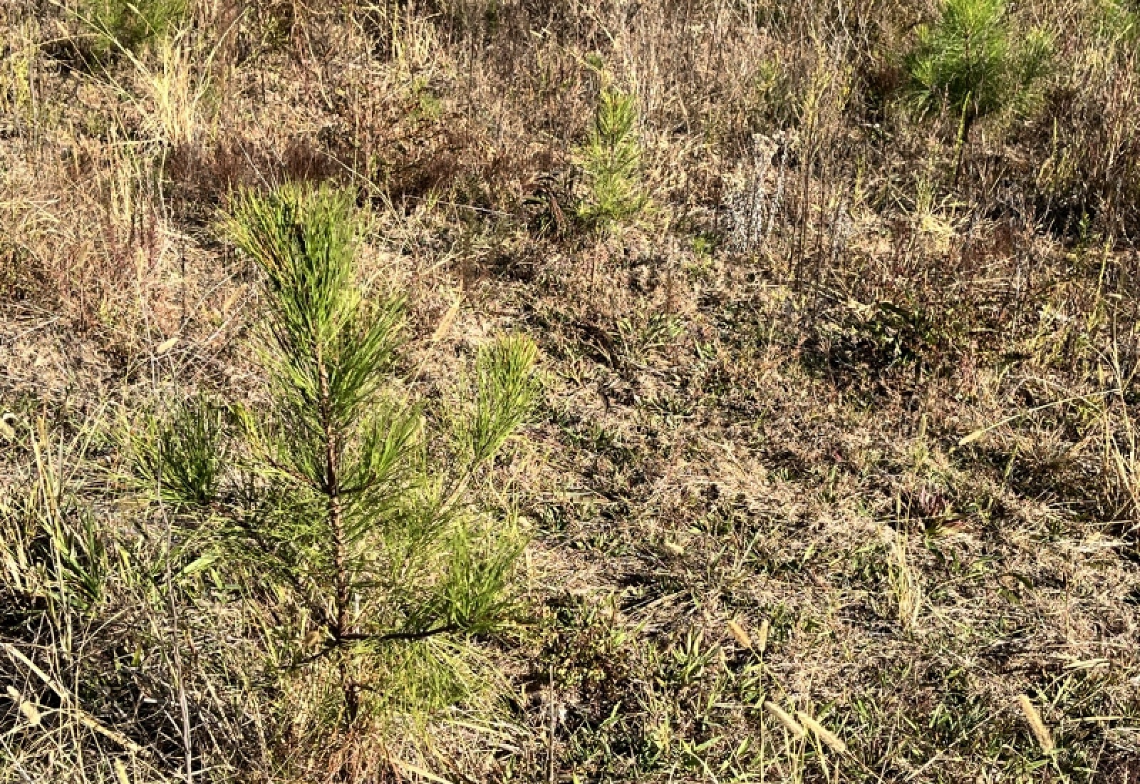 Union County, 0 , 0 ,0,Land,Active,0,1192 Union County, 0 , 0 ,0,Land,Active,0,1192