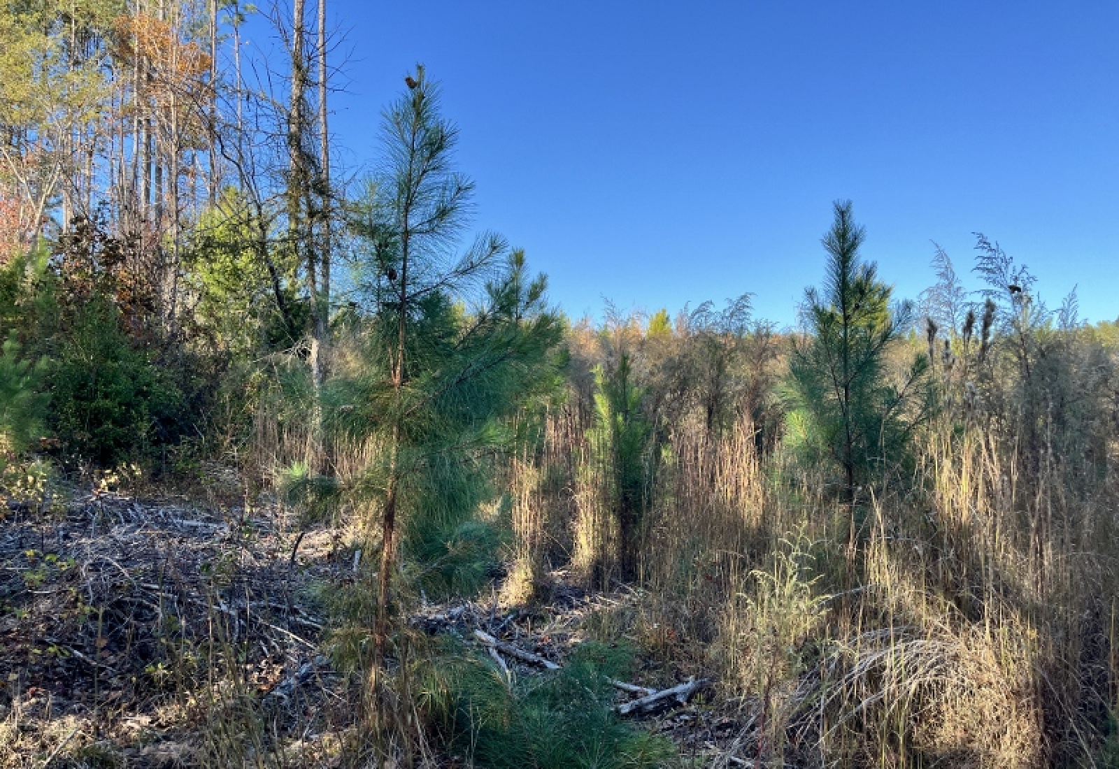 Union County, 0 , 0 ,0,Land,Active,0,1192 Union County, 0 , 0 ,0,Land,Active,0,1192