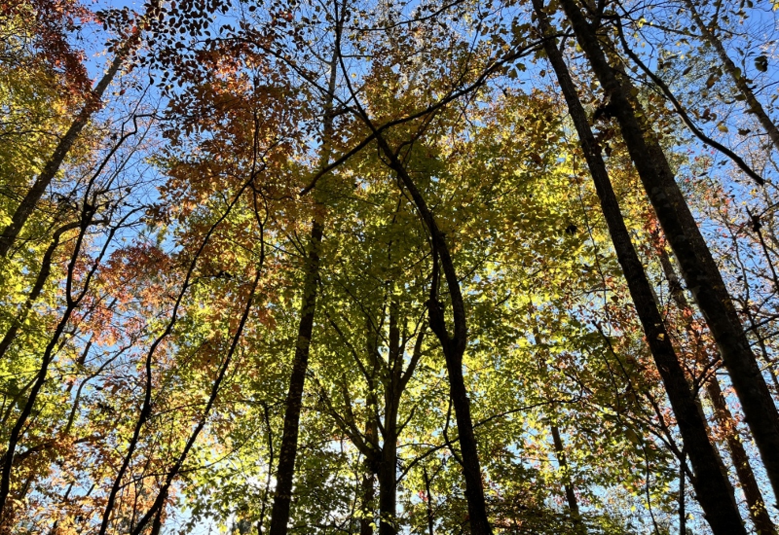 Union County, 0 , 0 ,0,Land,Active,0,1192 Union County, 0 , 0 ,0,Land,Active,0,1192