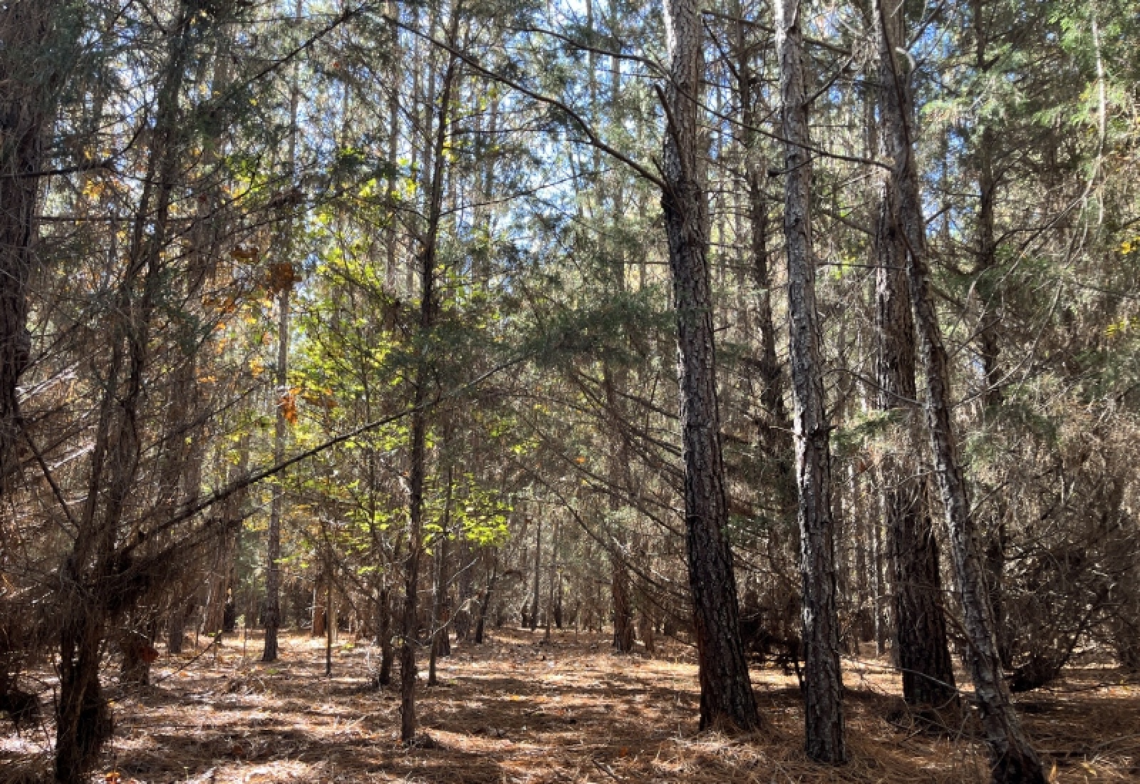 Abbeville County, 0 , 0 ,0,Land,Active,0,1196