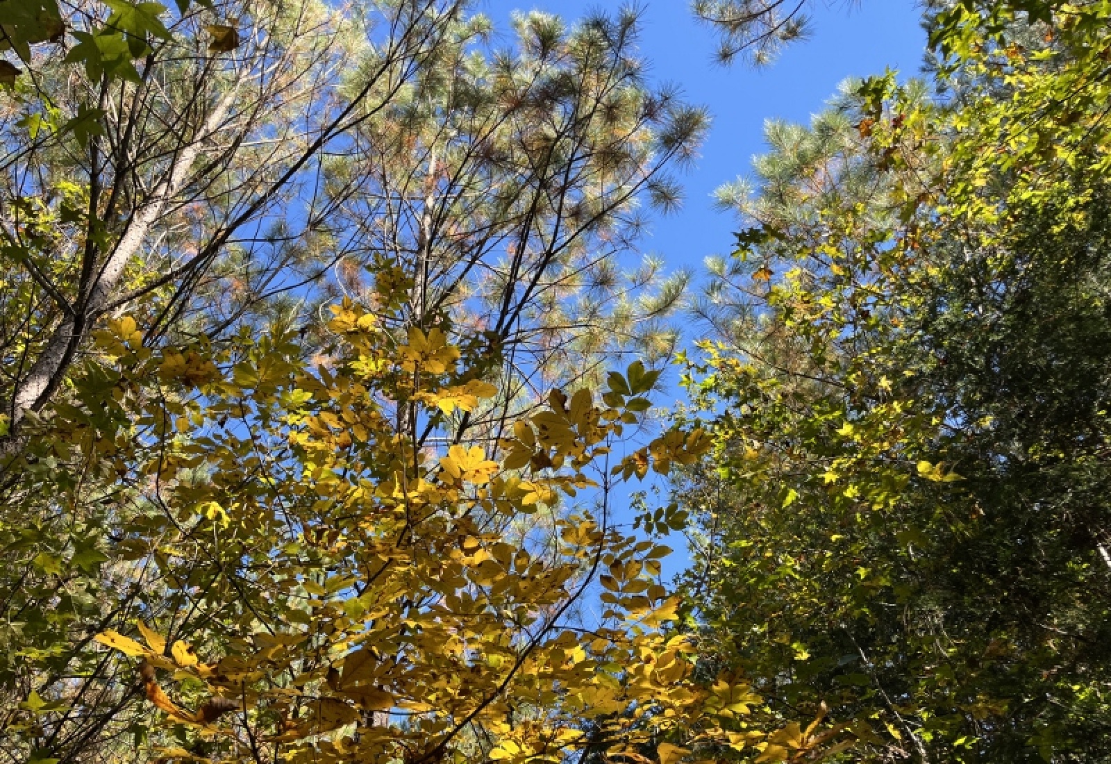 Abbeville County, 0 , 0 ,0,Land,Active,0,1196