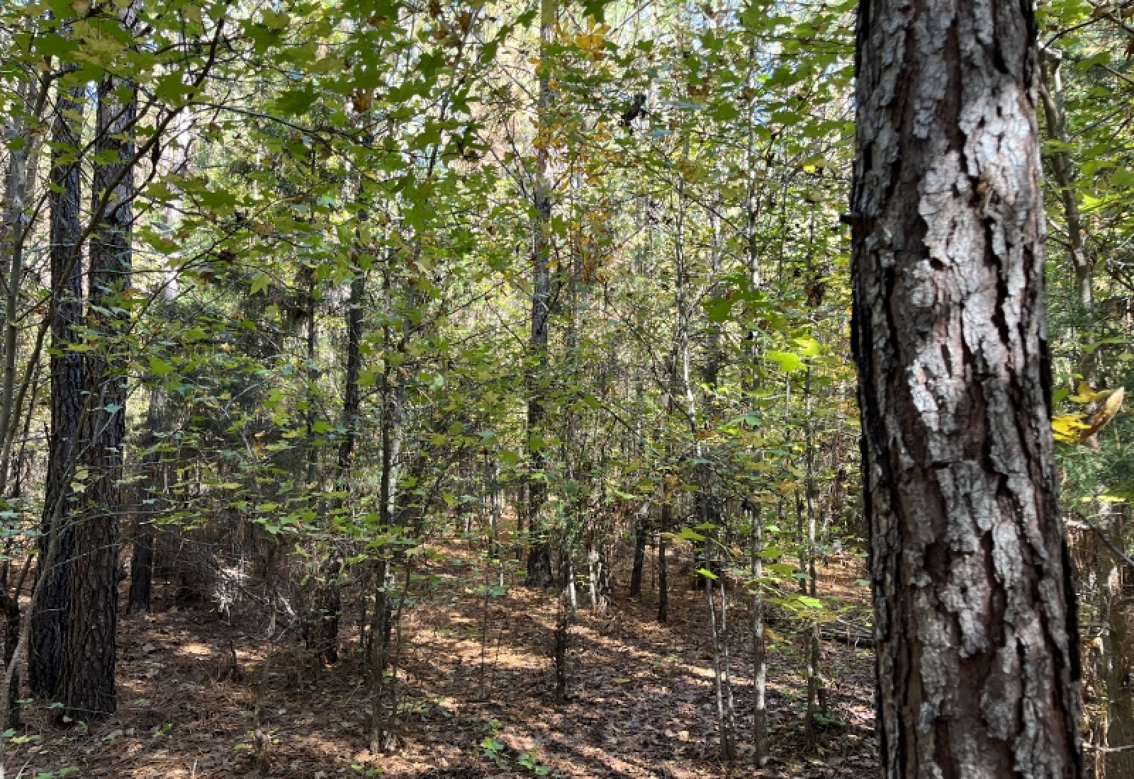 Abbeville County, 0 , 0 ,0,Land,Active,0,1196