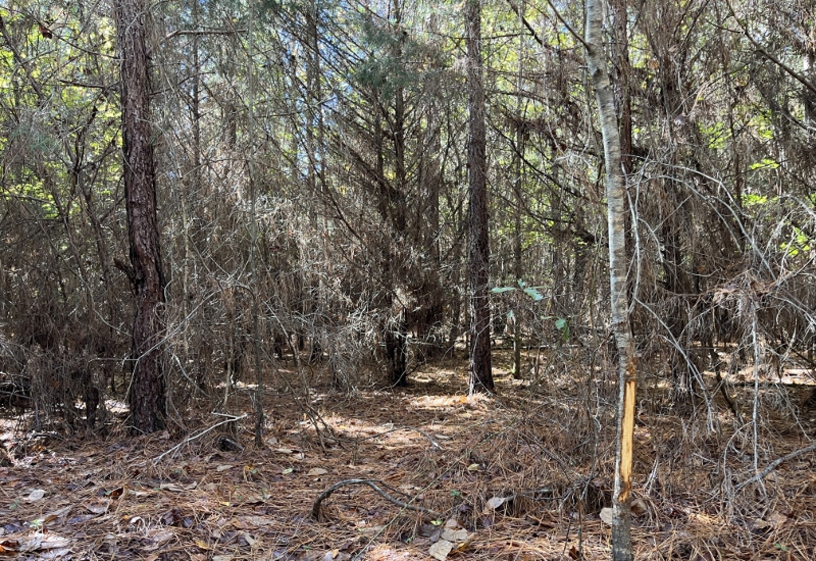 Abbeville County, 0 , 0 ,0,Land,Active,0,1196