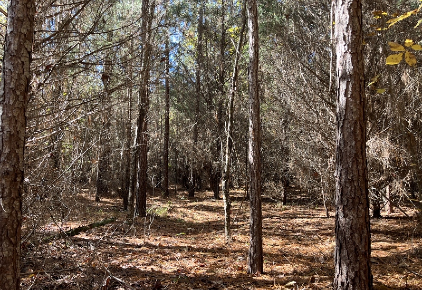 Abbeville County, 0 , 0 ,0,Land,Active,0,1196