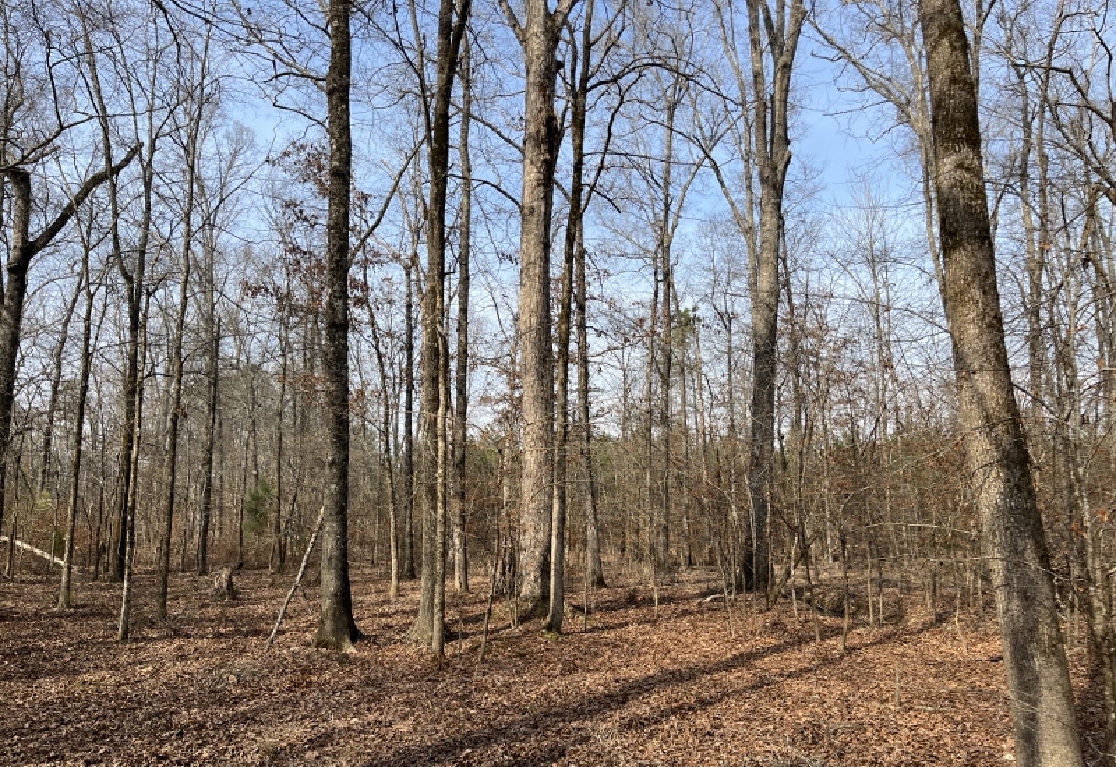 McCormick, 0 , 0 ,0,Land,Active,0,1197 McCormick, 0 , 0 ,0,Land,Active,0,1197