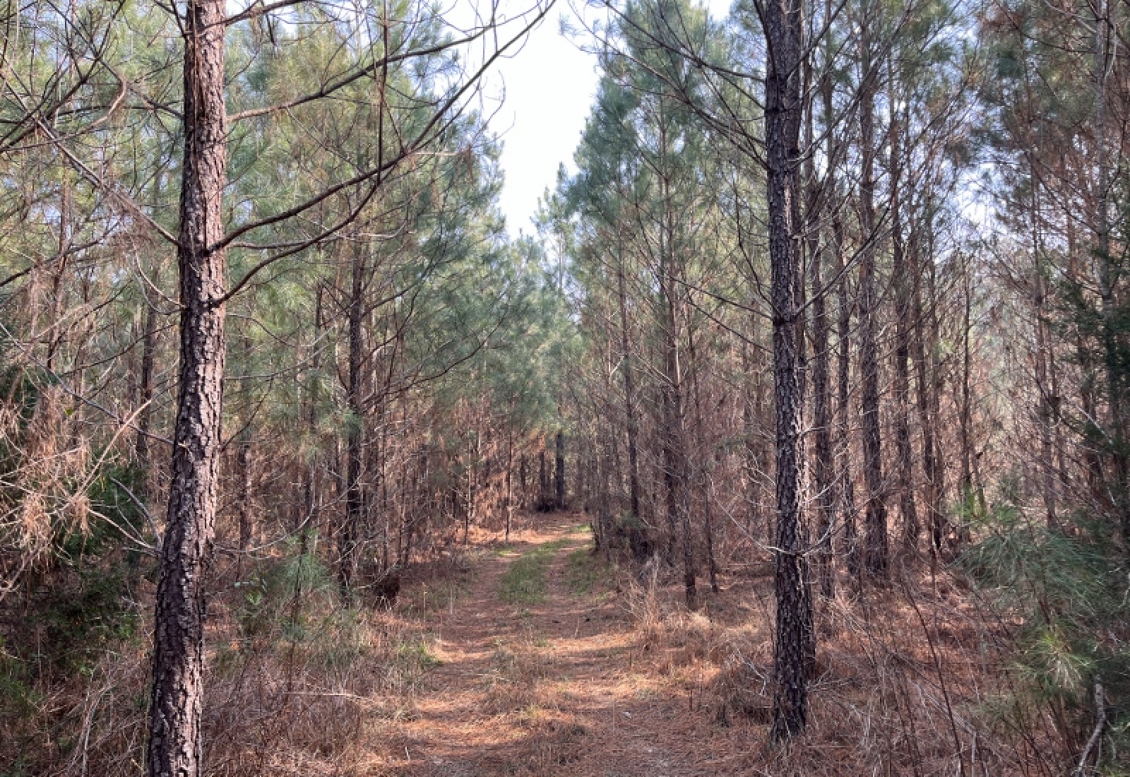 McCormick, 0 , 0 ,0,Land,Active,0,1197 McCormick, 0 , 0 ,0,Land,Active,0,1197